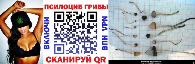 Псилоцибиновые грибы Cubensis  наркошоп  Дмитриев 